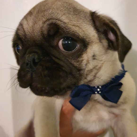 Meet your Posher, Pretty - Picture 1 of 1